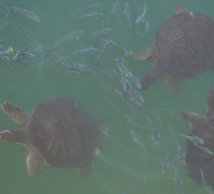 Strandpromenade Evrenseki