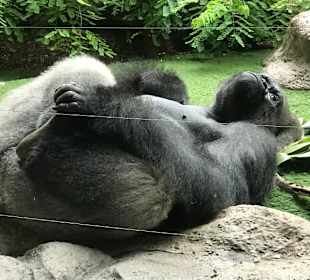 Affenanlage im Loro Park.