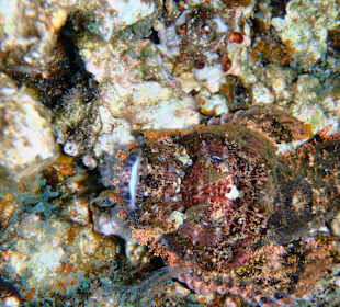 Baertiger Drachenkopf bei Nacht