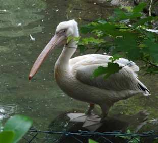 Zoologischer Garten 2016