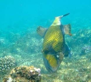 Beim Schnorcheln entdeckt