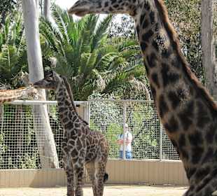 San Diego Zoo