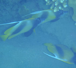 Einige Schnorchel Bilder am Strand