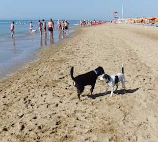 Hundestrand in Bibione