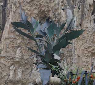 Sagrada Familia, Barcelona