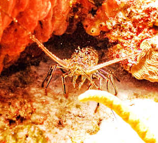 Tauchen Isla Cozumel