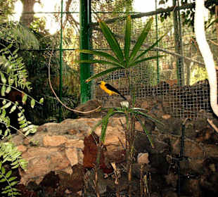 Wunderschöne verschiedene Vogelarten