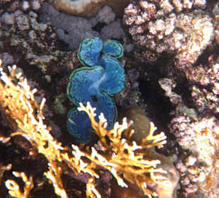 Muscheln in der Nachbarbucht Abu Dabab