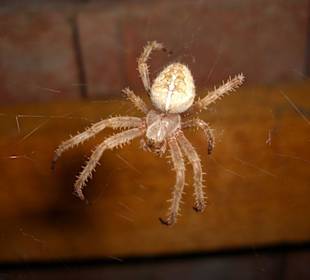 Spinne