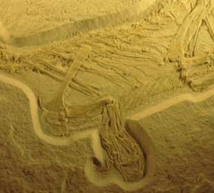 Detail des weltweit vollständigsten Raubsauriers