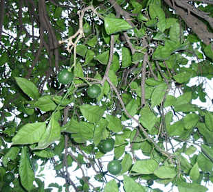 Limettenbaum im Garten