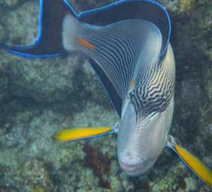 Arabischer Doktorfisch