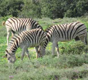 Zebras im Park
