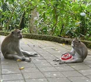 Affen mit geklauter Mütze