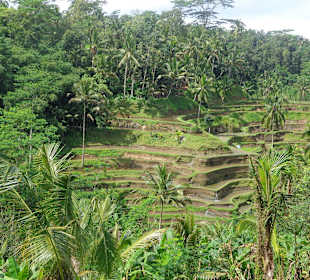 Blick auf die Terrassen