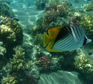 Einige Schnorchel Bilder am Strand