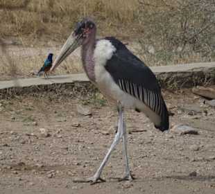 On the way to Serengeti