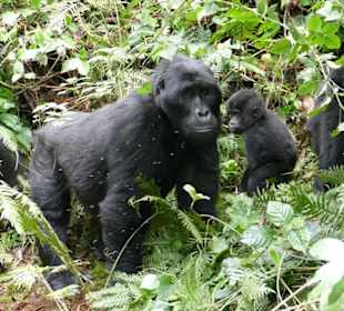 Geführte Touren Karibu Safaris Uganda
