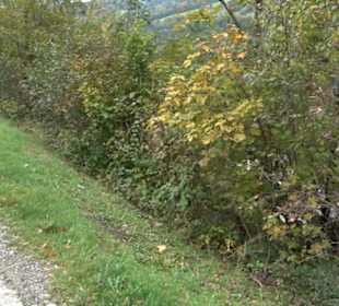 Großer Alpsee