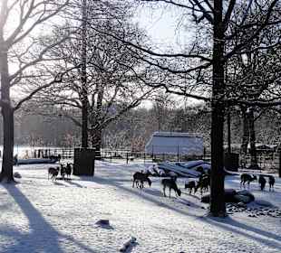Das Tiergehege des Bürgerparks im Winter