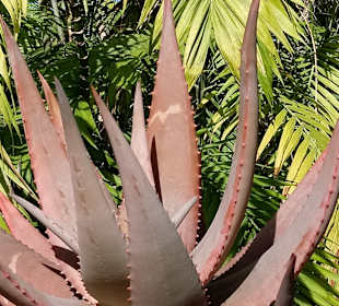 Botanischer Garten La Orotava