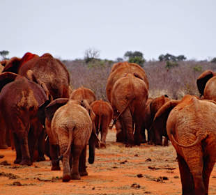 Elefanten haben wir 1000 gesehen.
