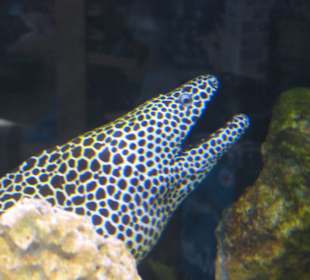 Clearwater Marine Aquarium