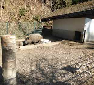 Alpenwildpark Pfänder - Wildschweine