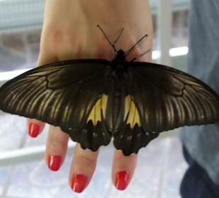 Butterfly park