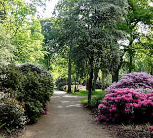 Spaziergang durch den Rhododendronpark im Mai