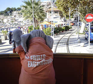 Elefant Henry fährt gerne mit der Strassenbahn