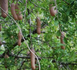 Nester der Webervögel