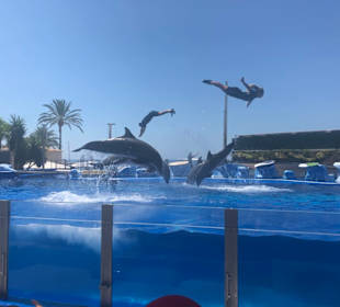 Die Delphinshow - auf jeden Fall ein Besuch wert!!