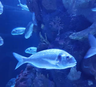 Aquarium Antalya