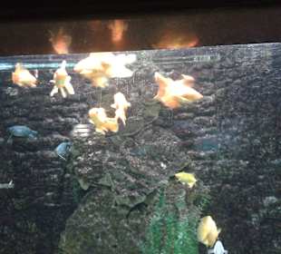 Aquarium in Hurghada