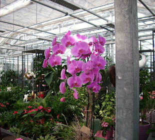 Orchidee