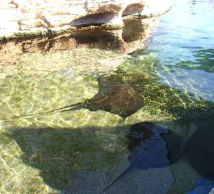 Rochen im Gartenteich