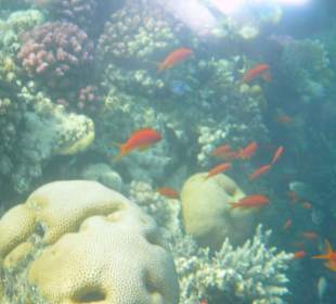 Riff direkt an der Landzunge