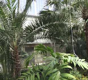 Palmenhaus 