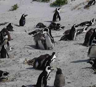 Boulders Beach