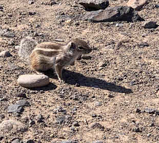 Wandern Bergsender Jandia