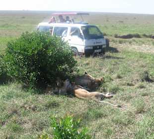 Pirschfahrt in der Masai-Mara