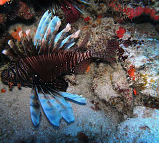 Unterwasser - Lokal Dive