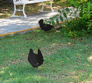 Freilaufende Hühner