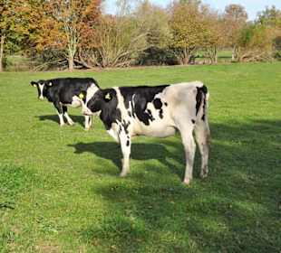 Impressionen von der Weserinsel Harriersand