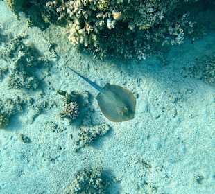 Schnorcheln Marsa Alam