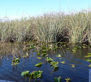 Hier verstecken sich die Tiere gerne