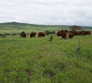 Sarova Salt Lick Game Lodge