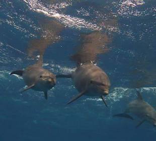 Atemberaubender Anblick