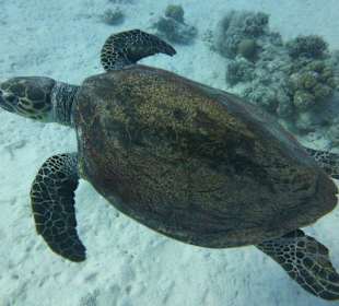 Hi Hi und da kam noch eine Schildi vorbei...